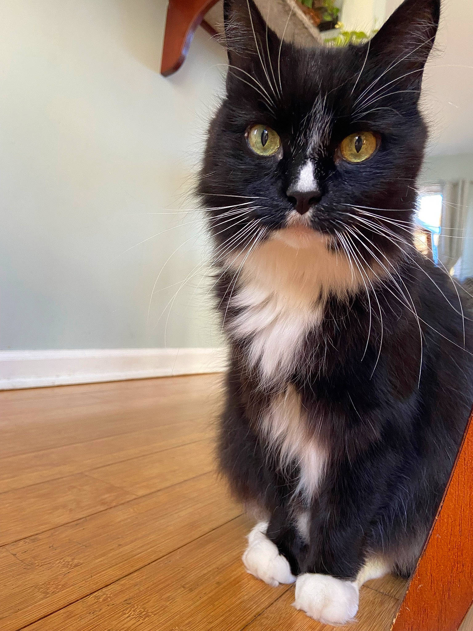 Binks is registered to the contest to win money with this photo: carnivore, cat, domestic_short_haired_cat, felidae, flooring, fur, hardwood, laminate_flooring, paw, pet_supply, plank, small_to_medium_sized_cats, snout, tail, terrestrial_animal, varnish, whiskers, wood, wood_flooring, wood_stain