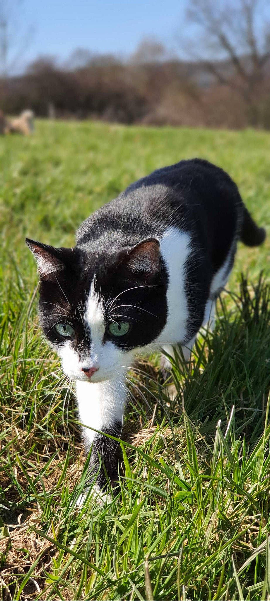 Oseille participe au concours pour gagner de l'argent avec cette photo : carnivore, cat, collar, dog_breed, domestic_short_haired_cat, felidae, fur, grass, grass_family, grassland, groundcover, lawn, plant, small_to_medium_sized_cats, snout, tail, terrestrial_animal, tree, whiskers, wildlife