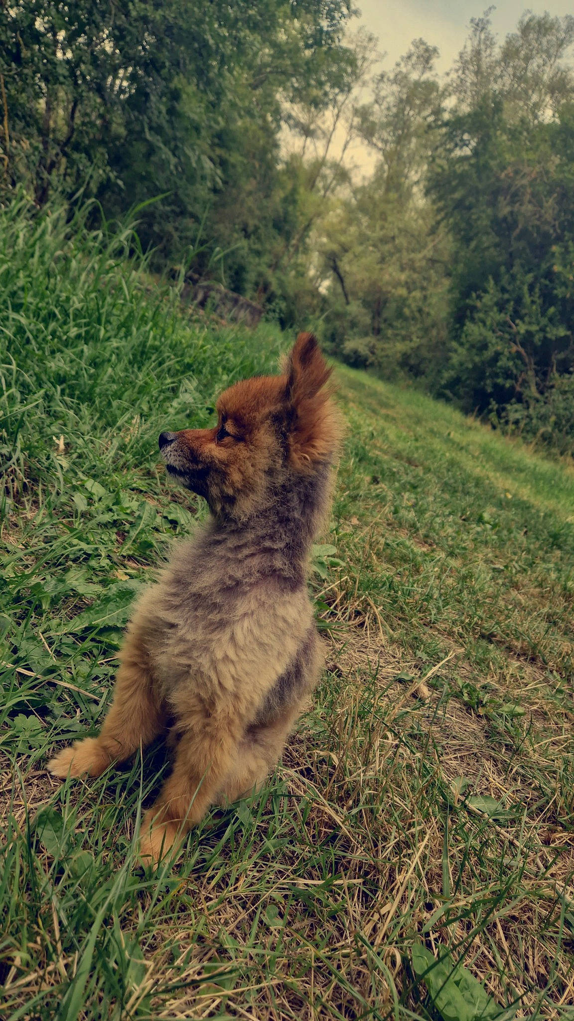 Voice a rejoint le concours — aidez-le/la à gagner de superbes lots ! canidae, canis, carnivore, dog, dog_breed, fawn, fur, grass, grassland, herding_dog, natural_landscape, plant, snout, soil, sporting_group, tail, terrestrial_animal, tree, wildlife, working_dog