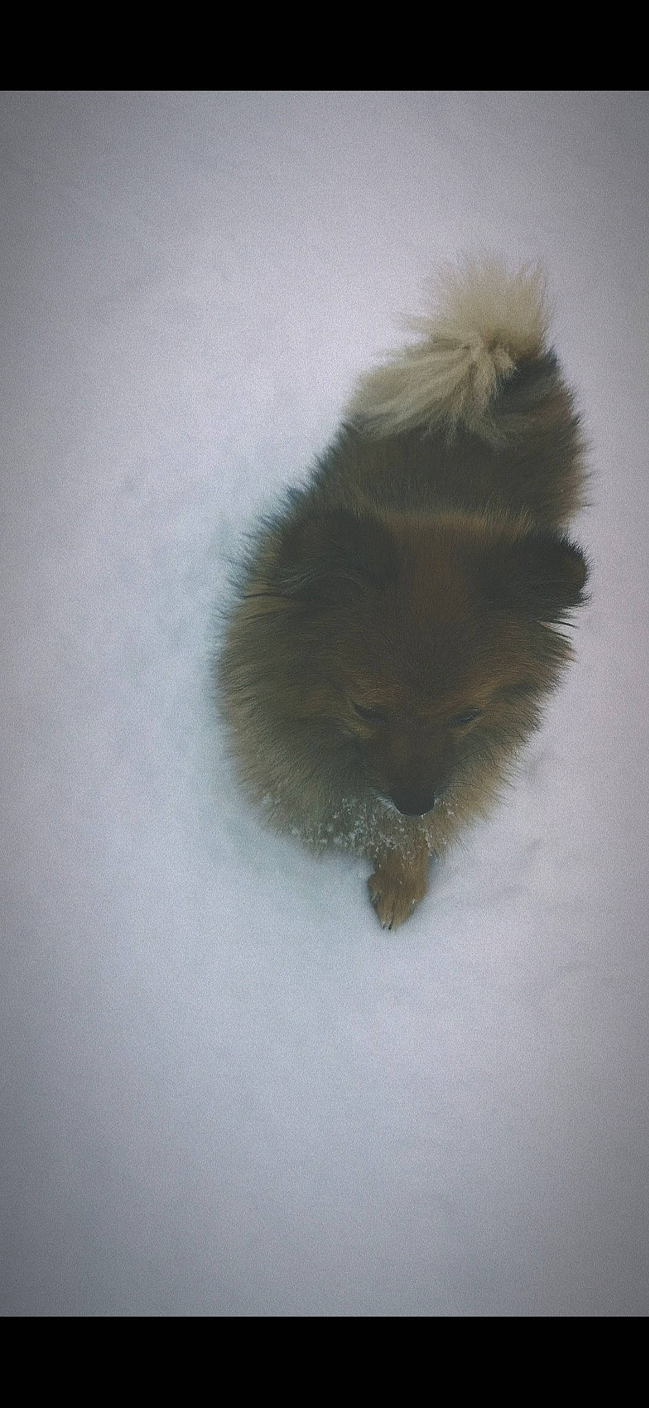 Voice a rejoint le concours — aidez-le/la à gagner de superbes lots ! canidae, dog_breed, feather, felidae, fur, macro_photography, paw, small_to_medium_sized_cats, snout, snow, sporting_group, tail, terrestrial_animal, toy, whiskers, wildlife, winter