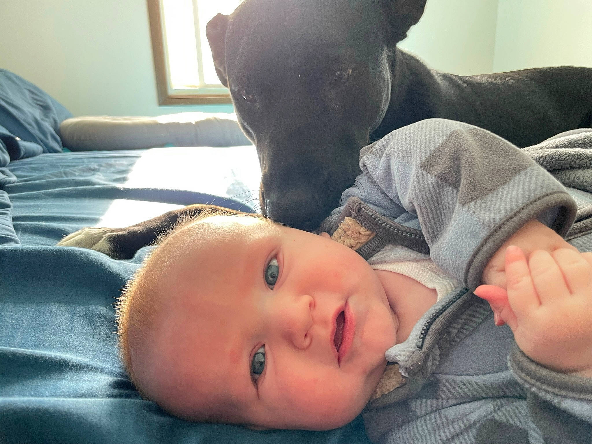 Owen joined the competition — help win amazing prizes! abdomen, baby, bed, bedding, carnivore, comfort, companion_dog, couch, dog, dog_breed, fur, gesture, guard_dog, linens, person, room, sitting, skin, toddler, wood