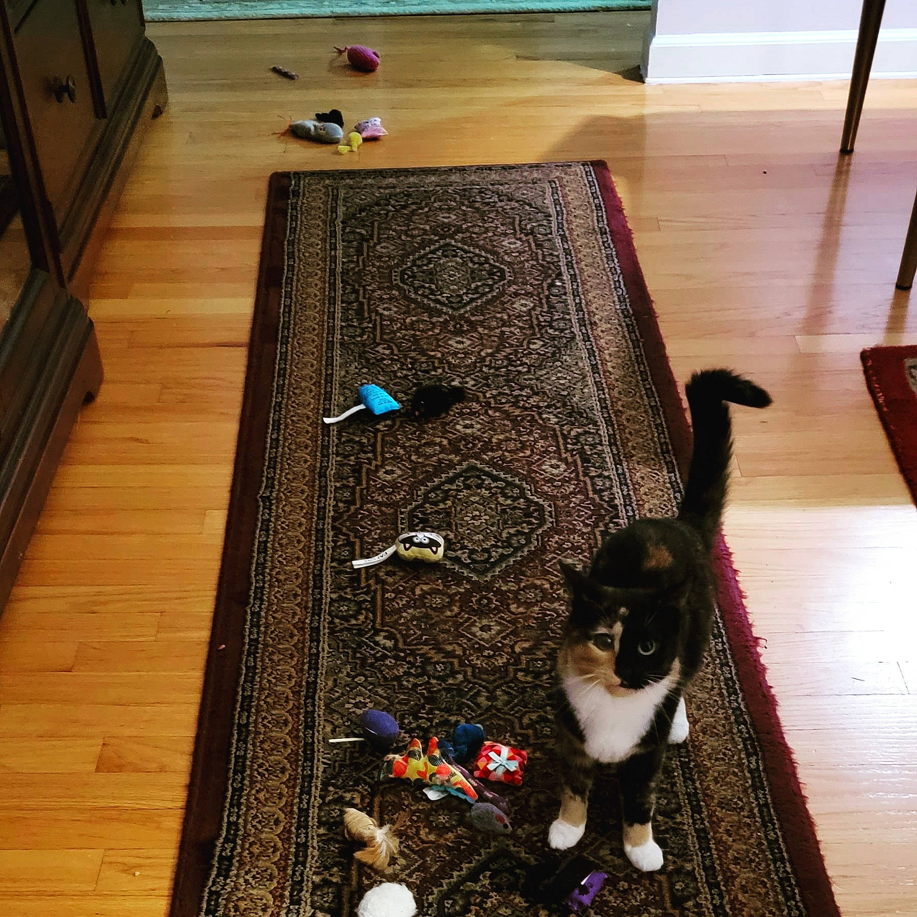 Harley joined the competition — help win amazing prizes! carnivore, cat, comfort, domestic_short_haired_cat, felidae, floor, flooring, hardwood, interior_design, laminate_flooring, purple, small_to_medium_sized_cats, table, tail, tree, varnish, whiskers, wood, wood_flooring, wood_stain