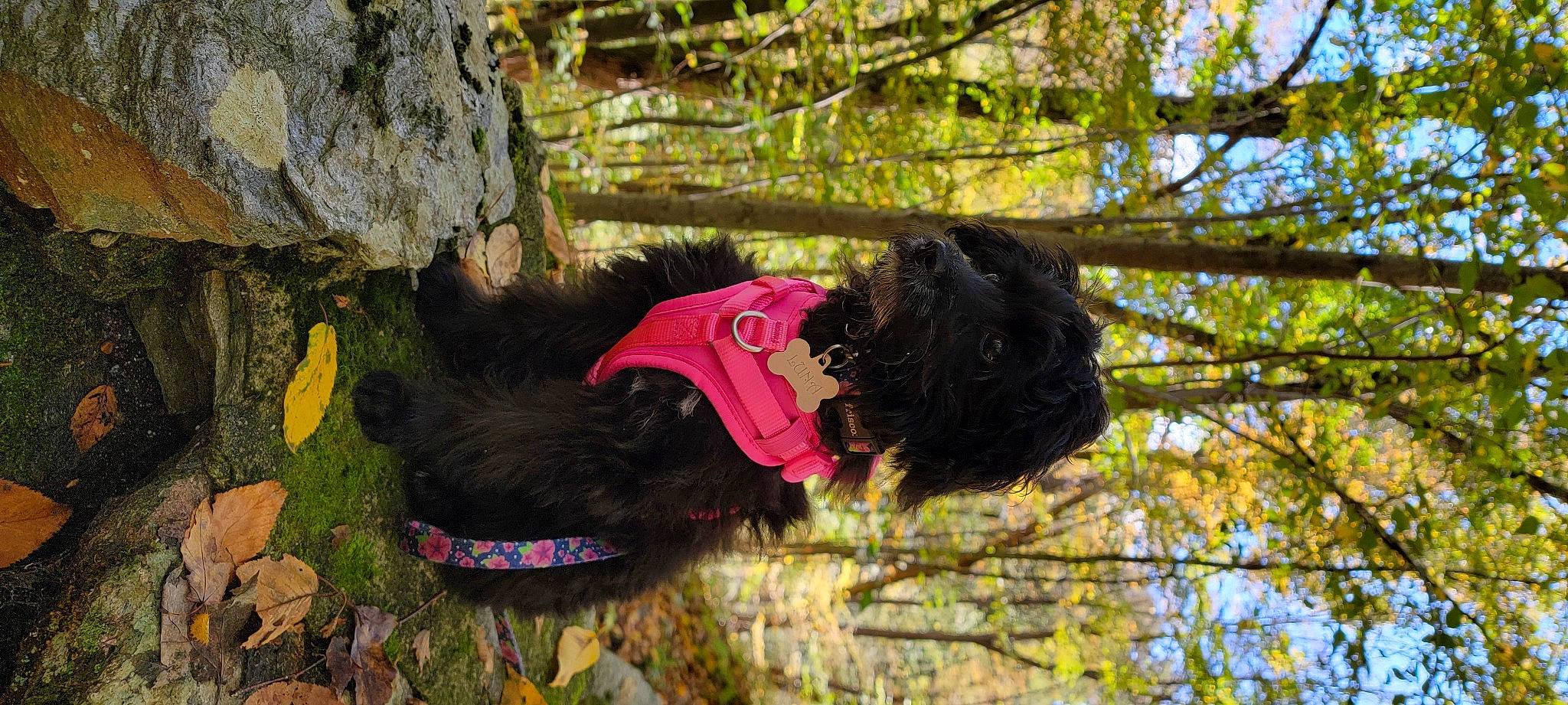 Luna joined the competition — help win amazing prizes! bedrock, canidae, dog_breed, fur, grass, magenta, plant, sky, soil, sporting_group, tail, toy, tree, trunk, twig, wood