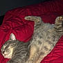 Shade joined the competition — help win amazing prizes! animal, bed, cat, comfortable, cozy, cute, domestic, feline, fur, indoor, mammal, napping, paw, pet, red_blanket, relaxed, resting, sleeping, tabby, whiskers