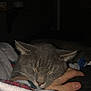 Shade is registered to the contest to win money with this photo: animal, blanket, cat, close_up, comfort, cozy, cute, domestic, feline, fur, gray_cat, hand, indoor, peaceful, pet, relaxation, resting, sleeping, soft, whiskers