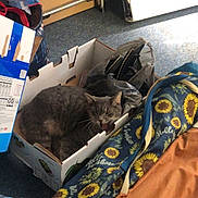 Shade is registered to the contest to win money with this photo: bag, cardboard_box, carpet, cat, clutter, cozy, domestic_cat, feline, floor, folding_step_ladder, gray_cat, household_items, indoor, messy_room, pet, plastic_bag, relaxed, resting, sunflower_pattern, yawning
