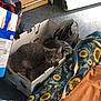 bag, cardboard_box, carpet, cat, clutter, cozy, domestic_cat, feline, floor, folding_step_ladder, gray_cat, household_items, indoor, messy_room, pet, plastic_bag, relaxed, resting, sunflower_pattern, yawning