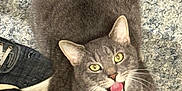 Shade joined the competition — help win amazing prizes! animal, carpet, cat, cozy, ear, floor, fur, gray_cat, home, indoor, looking_up, paw, pet, shoe, sitting, sneaker, texture, tongue_out, whiskers, yellow_eyes