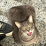 animal, carpet, cat, cozy, ear, floor, fur, gray_cat, home, indoor, looking_up, paw, pet, shoe, sitting, sneaker, texture, tongue_out, whiskers, yellow_eyes