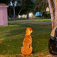 Daisy is registered to the contest to win money with this photo: dog, grass, tree, car, outdoor, evening, pet, animal, nature, parked_car, quiet, background, house, residential, street, sidewalk, collar, sitting, brown_dog, calm