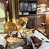 Daisy is registered to the contest to win money with this photo: dog, indoor, quilt, blanket, sunlight, kitchen, television, happy, tongue_out, collar, tile_floor, wood_cabinet, fireplace, water_bowl, pet, relaxed, brown_dog, furniture, home, cozy
