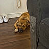Daisy joined the competition — help win amazing prizes! dog, sleeping, brown_dog, floor, wooden_floor, couch, furniture, sneakers, shoes, rope, indoor, relaxing, pet, resting, quiet, home, cozy, calm, domestic, animal