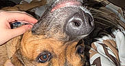 Daisy is registered to the contest to win money with this photo: dog, pet, brown_dog, lying_down, upside_down, blanket, hand, indoor, bedroom, cozy, close_up, nose, fur, ears, relaxed, animal, cute, comfort, resting, sleepy