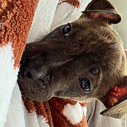 Toby is registered to the contest to win money with this photo: dog, puppy, blanket, brown, white, snuggled, cozy, fur, ears, pet, cute, resting, indoor, closeup, comfort, soft, relaxed, animal, face, expression