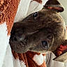 dog, puppy, blanket, brown, white, snuggled, cozy, fur, ears, pet, cute, resting, indoor, closeup, comfort, soft, relaxed, animal, face, expression