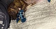 Toby joined the competition — help win amazing prizes! dog, blanket, socks, couch, pet, resting, cozy, sleepy, fur, indoor, brown, patterned_socks, plush_toy, toy, paw_wear, comfort, relaxation, domestic_animal, cute, snuggled