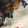 dog, blanket, socks, couch, pet, resting, cozy, sleepy, fur, indoor, brown, patterned_socks, plush_toy, toy, paw_wear, comfort, relaxation, domestic_animal, cute, snuggled