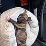 puppy, dog, sleeping, bed, pet_bed, brindle, cozy, fluffy, car_interior, snack_bag, thermos, paw, closed_eyes, relaxed, young_dog, cute, small, animal, resting, travel