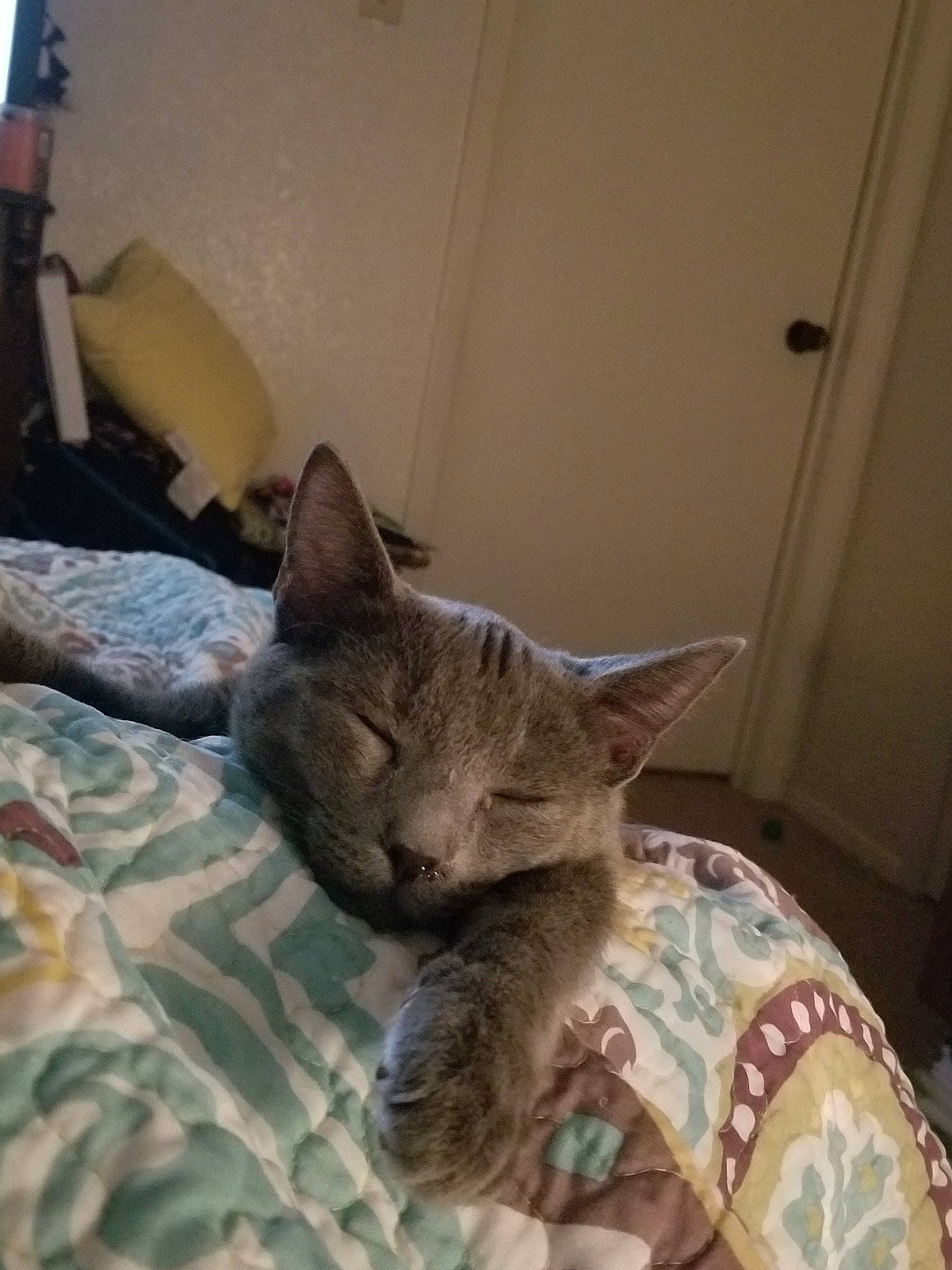 Ace is registered to the contest to win money with this photo: asian, carnivore, cat, domestic_short_haired_cat, dragon_li, european_shorthair, felidae, german_rex, kitten, mammal, nap, small_to_medium_sized_cats, whiskers