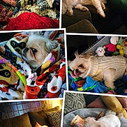 Snoop is registered to the contest to win money with this photo: dog, small_dog, blanket, couch, toy, indoor, pet, fur, cute, relaxed, cozy, animal, companion, sleeping, resting, home, colorful, knit_sweater, comfort, laying