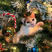 Medusa is registered to the contest to win money with this photo: cat, christmas_tree, ornament, holiday, decorations, lights, greenery, festive, cute, pet, feline, indoor, playful, whiskers, paw, tree_branch, reflection, gold_ball, blue_ball, candy_cane