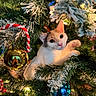 cat, christmas_tree, ornament, holiday, decorations, lights, greenery, festive, cute, pet, feline, indoor, playful, whiskers, paw, tree_branch, reflection, gold_ball, blue_ball, candy_cane