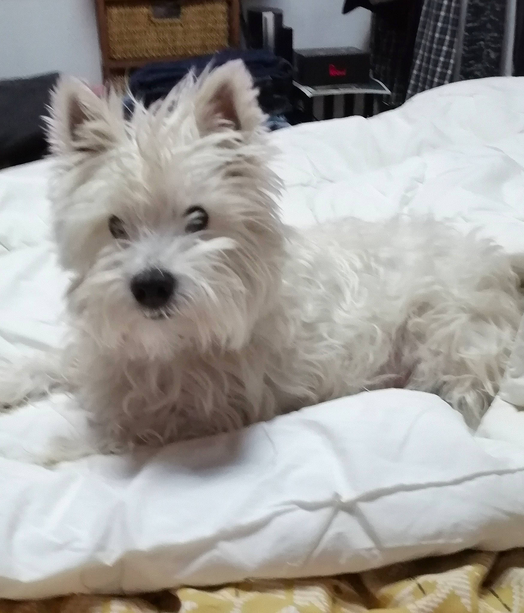 Olaf participe au concours pour gagner de l'argent avec cette photo : biewer_terrier, canidae, carnivore, comfort, companion_dog, dog, dog_breed, dog_supply, maltepoo, non_sporting_group, pet_supply, small_terrier, sporting_group, terrier, toy_dog, working_animal