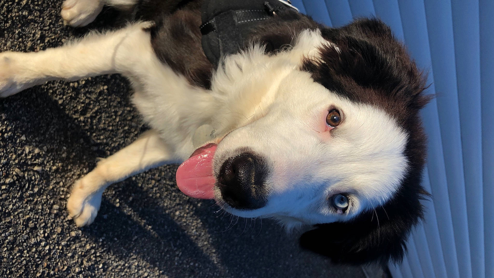 Balto a rejoint le concours — aidez-le/la à gagner de superbes lots ! australian_collie, australian_shepherd, border_collie, bucovina_shepherd_dog, canidae, carnivore, companion_dog, dog, dog_breed, fur, herding_dog, puppy, sled_dog, snout, sporting_group, terrestrial_animal, texas_heeler, whiskers, working_animal, working_dog