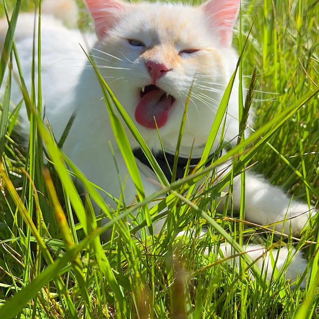 Bear is registered to the contest to win money with this photo: animal, cat, cheeky, closeup, collar, ears, funny_expression, grass, greenery, nature, outdoor, pet, playful, relaxed, summer, sunlight, tongue, tongue_out, whiskers, white_cat