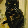 cat, tortoiseshell, pet, animal, feline, whiskers, yellow_eyes, sitting, indoor, kitchen, bowl, counter, curious, closeup, fur, domestic_cat, mammal, portrait, looking, cute