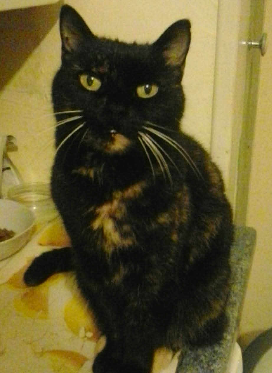 Lili a rejoint le concours — aidez-le/la à gagner de superbes lots ! cat, tortoiseshell, pet, animal, feline, whiskers, yellow_eyes, sitting, indoor, kitchen, bowl, counter, curious, closeup, fur, domestic_cat, mammal, portrait, looking, cute