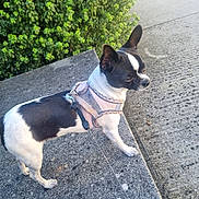 Xena participe au concours pour gagner de l'argent avec cette photo : accessories, animal, bostonbull, bulldog, canine, chihuahua, city, dog, frenchbulldog, herbal, herbs, leash, path, pet, plant, puppy, road, strap, street, urban