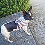 accessories, animal, bostonbull, bulldog, canine, chihuahua, city, dog, frenchbulldog, herbal, herbs, leash, path, pet, plant, puppy, road, strap, street, urban