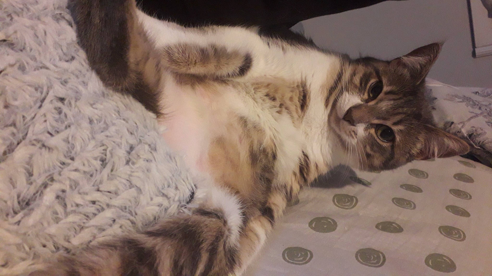 Capsule participe au concours pour gagner de l'argent avec cette photo : carnivore, cat, claw, comfort, domestic_short_haired_cat, felidae, fur, nap, paw, small_to_medium_sized_cats, snout, tail, terrestrial_animal, vertebrate, whiskers