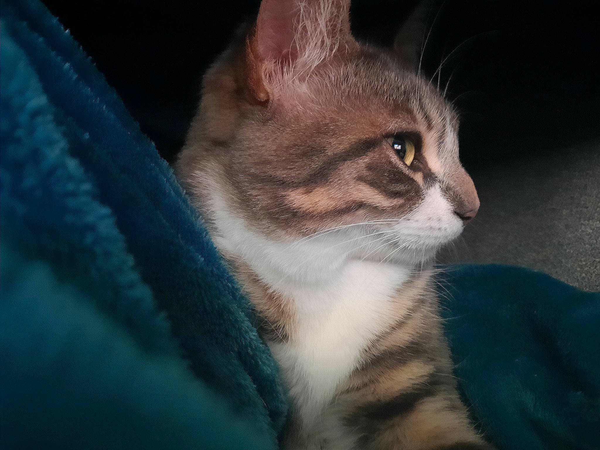 Capsule a rejoint le concours — aidez-le/la à gagner de superbes lots ! carnivore, cat, domestic_short_haired_cat, eye, felidae, fur, paw, small_to_medium_sized_cats, snout, tail, terrestrial_animal, whiskers, wildlife, window