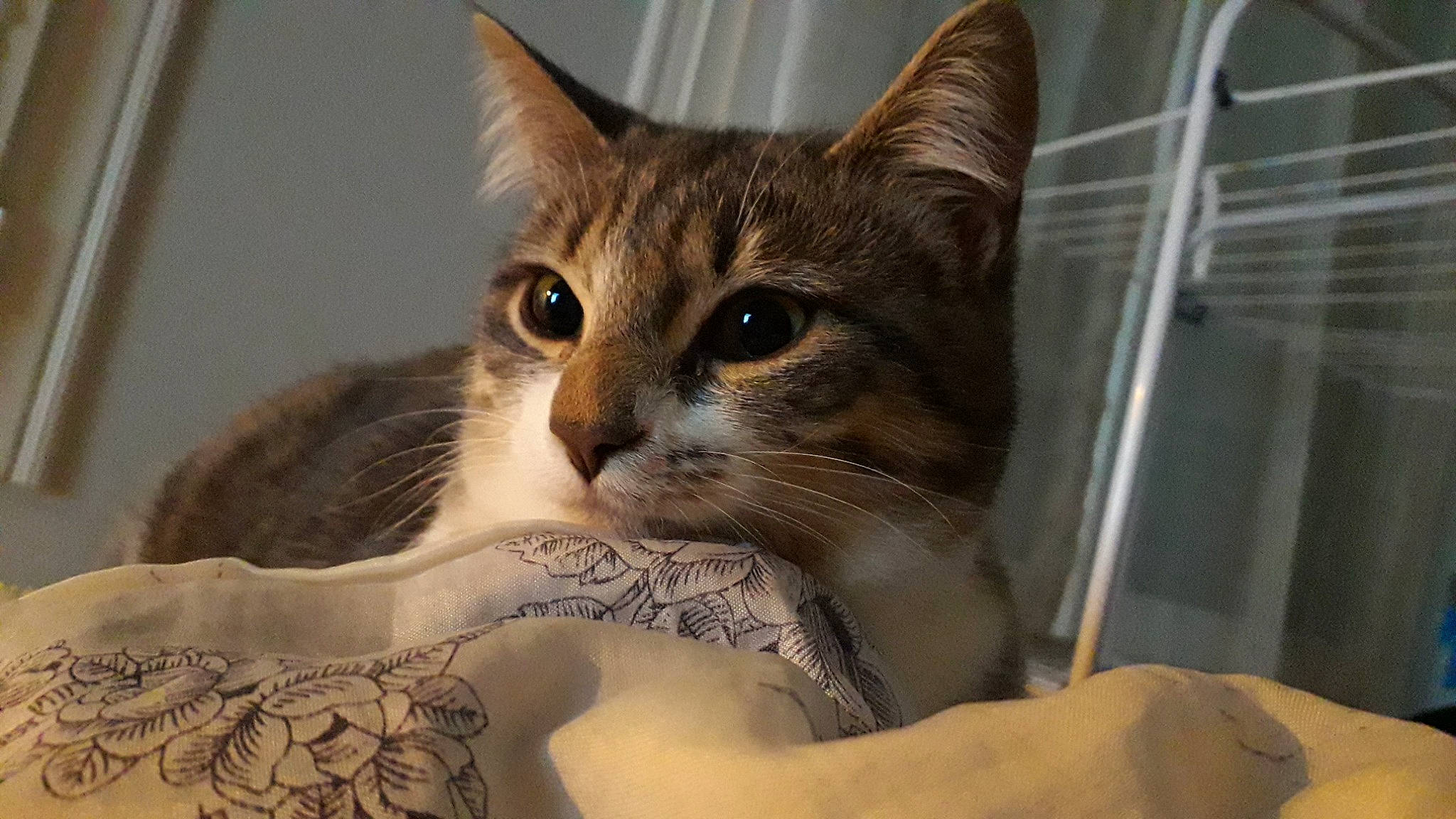 Capsule a rejoint le concours — aidez-le/la à gagner de superbes lots ! box, carnivore, cat, cat_supply, claw, comfort, domestic_short_haired_cat, eyelash, fawn, felidae, fur, paw, pet_supply, small_to_medium_sized_cats, snout, whiskers, window