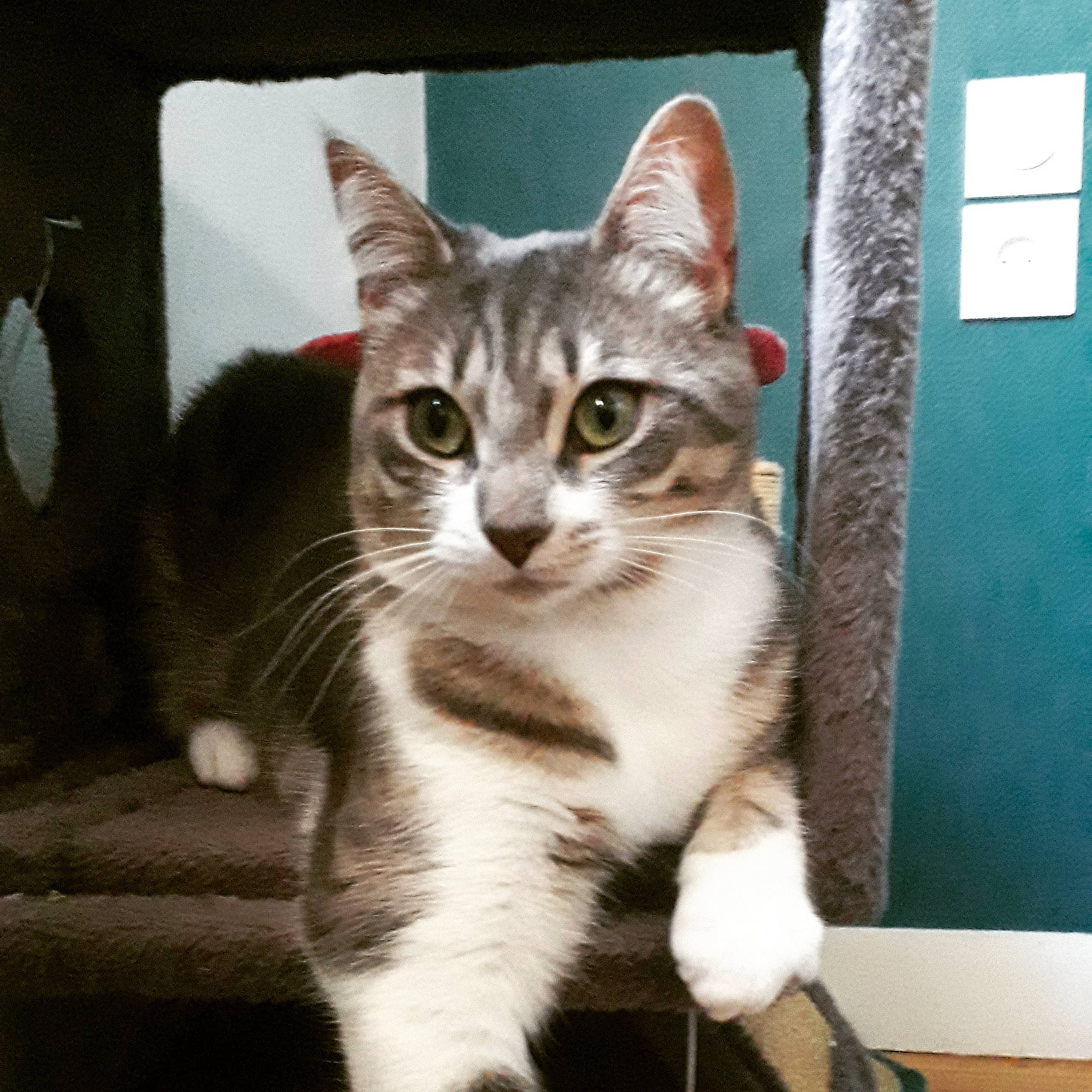 Capsule a rejoint le concours — aidez-le/la à gagner de superbes lots ! carnivore, cat, cat_furniture, claw, domestic_short_haired_cat, door, eye, felidae, fur, paw, photo_caption, picture_frame, rectangle, small_to_medium_sized_cats, snout, tail, whiskers, window