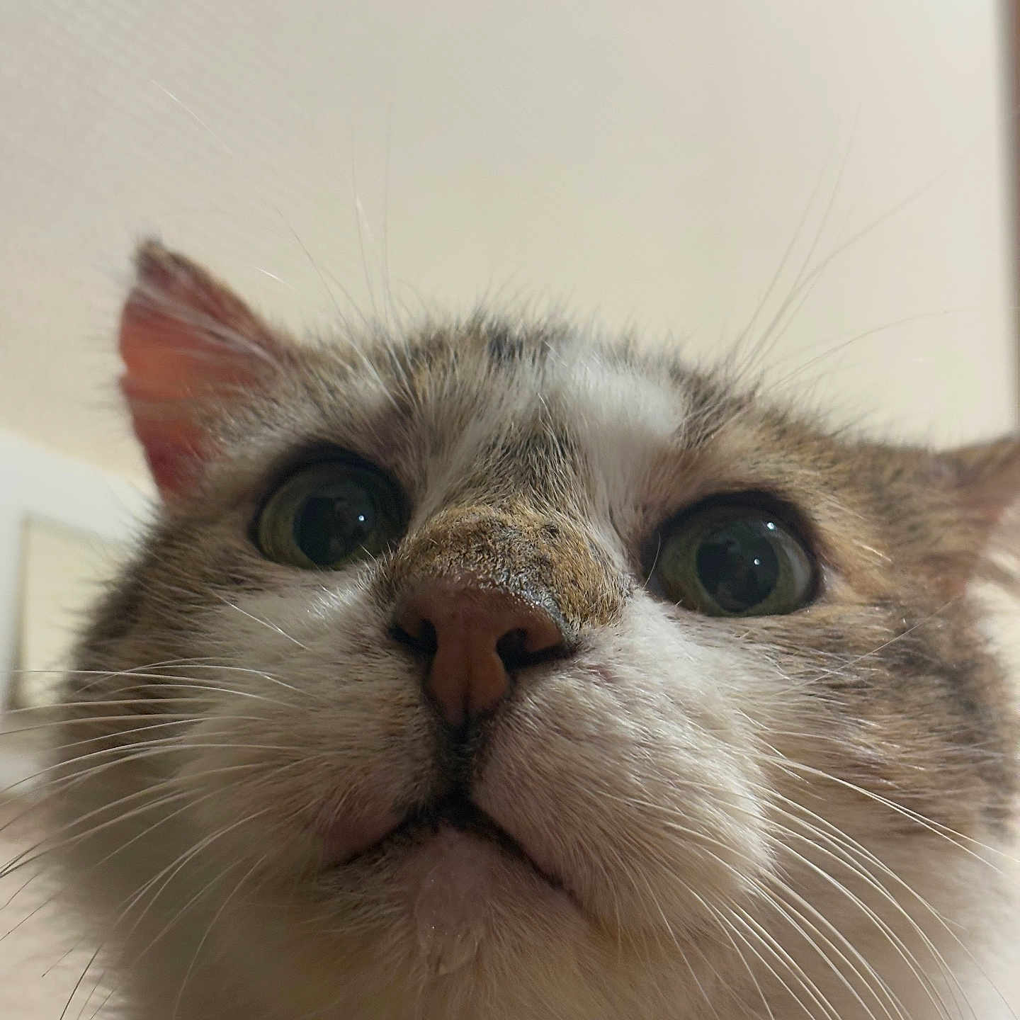 Tutus a rejoint le concours — aidez-le/la à gagner de superbes lots ! animal, background_blur, cat, close_up, curious, cute, domestic_cat, ears, eyes, face, feline, fur, indoor, looking_up, muzzle, nose, pet, portrait, soft_light, whiskers