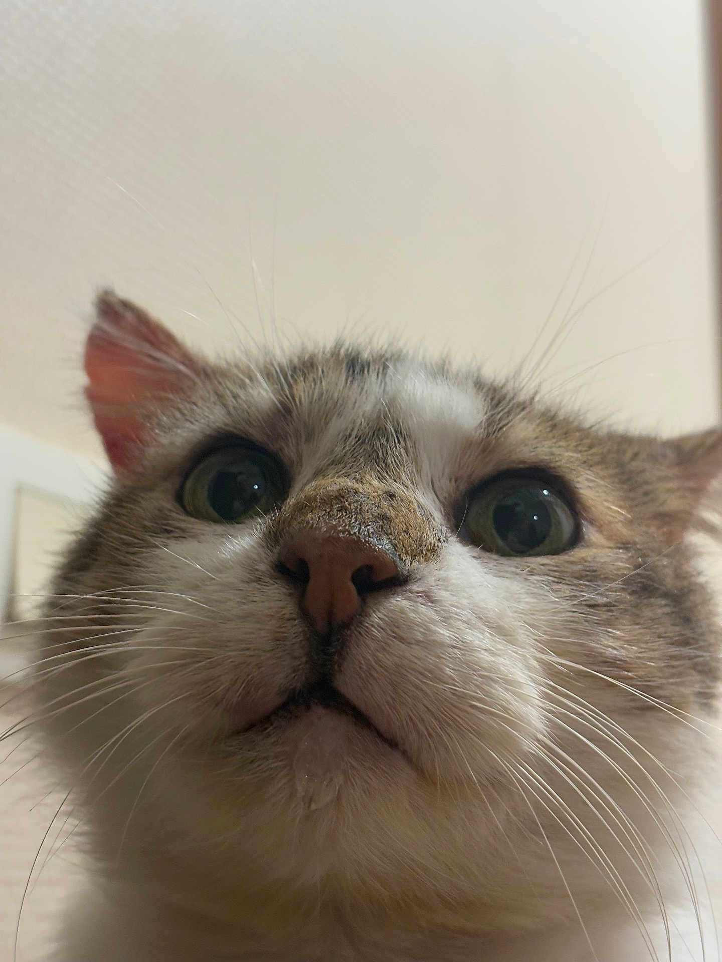 Tutus a rejoint le concours — aidez-le/la à gagner de superbes lots ! cat, close_up, whiskers, indoor, curious, face, pet, animal, feline, ears, nose, fur, eyes, portrait, muzzle, cute, looking_up, domestic_cat, soft_light, background_blur