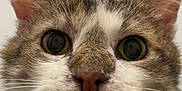Tutus participe au concours pour gagner de l'argent avec cette photo : cat, close_up, whiskers, face, fur, ears, eyes, pet, animal, curious, mammal, domestic_animal, portrait, feline, nose, indoor, looking, cute, tabby, white_background