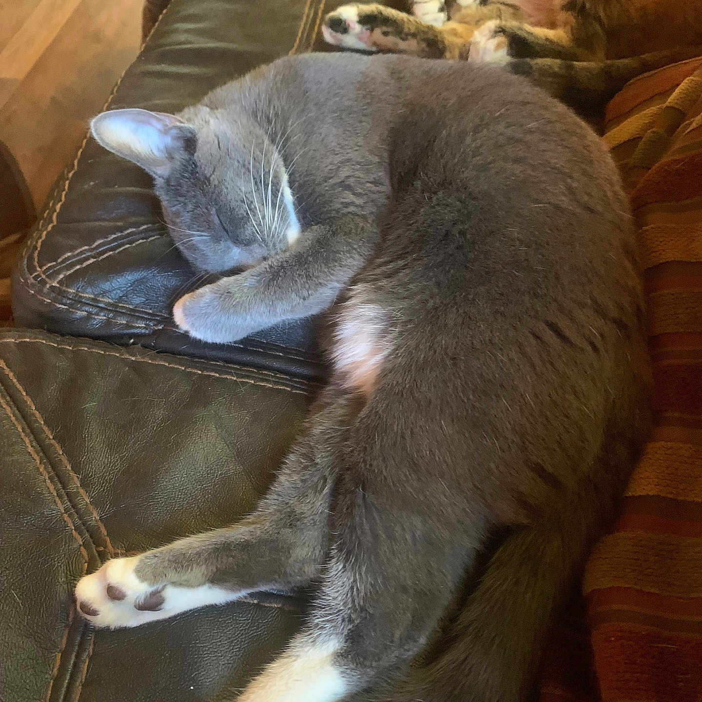 Shakira joined the competition — help win amazing prizes! abyssinian, animal, architecture, armchair, building, cat, chair, couch, cushion, furniture, homedecor, indoors, interiordesign, kitten, livingroom, manx, person, pet, room, sleeping