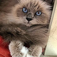 Mojo is registered to the contest to win money with this photo: cat, fluffy, long_hair, blue_eyes, whiskers, paws, portrait, close_up, animal, pet, window, windowsill, indoor, fur, brown, cream, white, red_blanket, carpet, cute