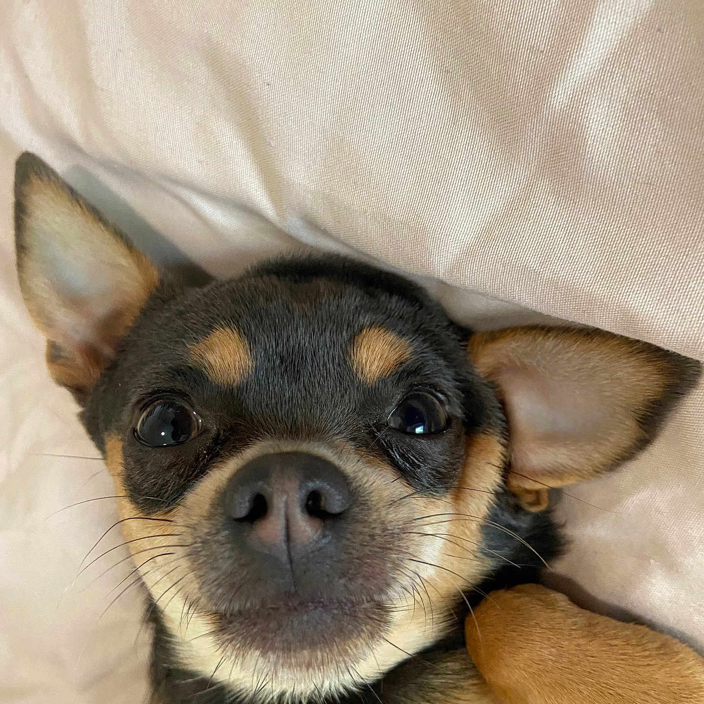 Tara a rejoint le concours — aidez-le/la à gagner de superbes lots ! animal, canine, chihuahua, close_up, cute, dog, ears, eyes, face, fur, indoor, lying_down, nose, pet, portrait, relaxed, small_dog, soft, texture, whiskers