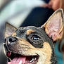 Tara participe au concours pour gagner de l'argent avec cette photo : dog, close_up, happy, tongue_out, car_interior, seat, person, blurred_background, pet, canine, ears_up, mouth_open, teeth, fur, black_and_tan, companion, animal, indoor, smiling, cute
