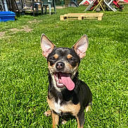Tara a rejoint le concours — aidez-le/la à gagner de superbes lots ! dog, grass, outdoor, sunny, happy, tongue_out, pet, small_dog, yard, fence, plastic_chair, table, wooden_pallet, backyard, greenery, daylight, playful, animal, canine, nature
