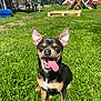 dog, grass, outdoor, sunny, happy, tongue_out, pet, small_dog, yard, fence, plastic_chair, table, wooden_pallet, backyard, greenery, daylight, playful, animal, canine, nature