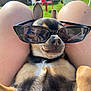 Tara a rejoint le concours — aidez-le/la à gagner de superbes lots ! dog, sunglasses, lap, outdoor, sunlight, grass, plastic_chairs, relaxing, pet, cute, small_dog, black_and_tan, ears, nose, furry, summer, funny, chillin, legs, shade