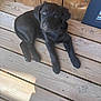 Perle a rejoint le concours — aidez-le/la à gagner de superbes lots ! puppy, dog, black_dog, wooden_deck, outdoor, pet, animal, young_dog, fur, cute, laying_down, sunlight, curious, ears, nose, paws, wood_planks, shadow, resting, canine