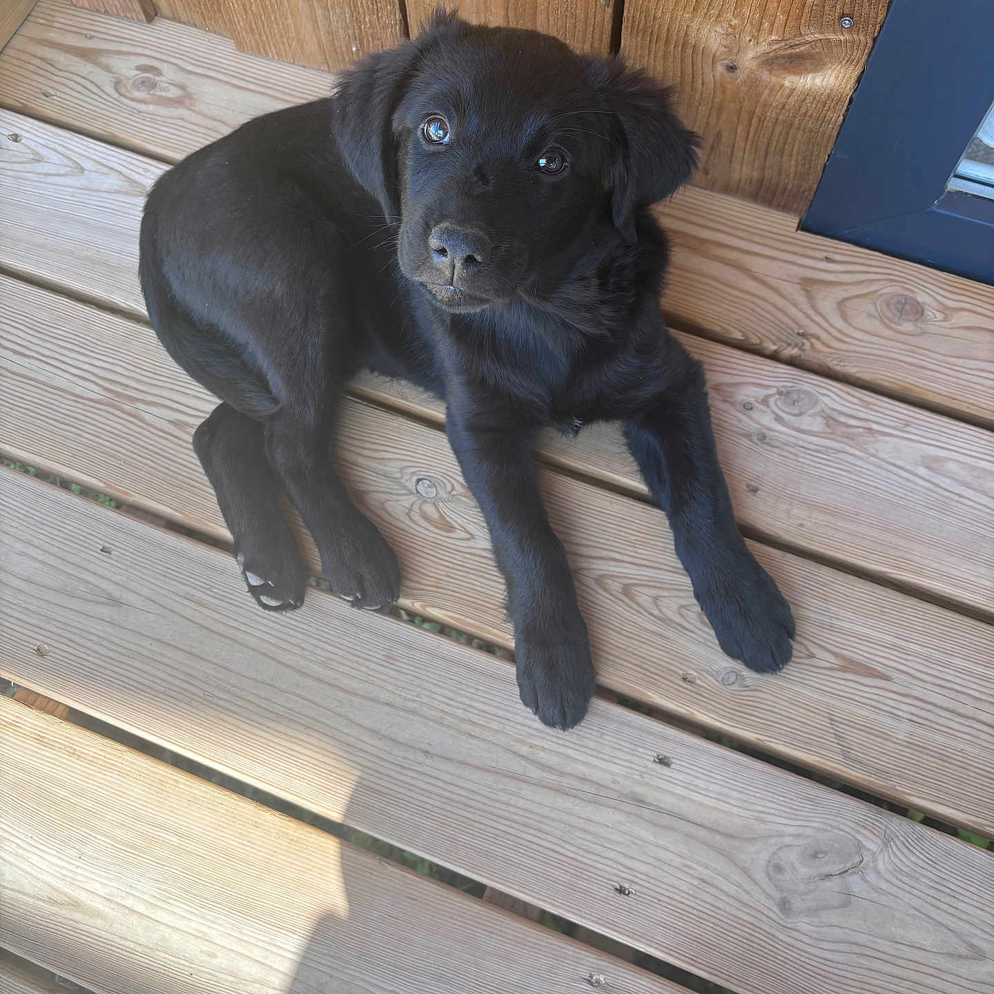 Perle a rejoint le concours — aidez-le/la à gagner de superbes lots ! animal, black_dog, canine, curious, cute, dog, ears, fur, laying_down, nose, outdoor, paws, pet, puppy, resting, shadow, sunlight, wood_planks, wooden_deck, young_dog