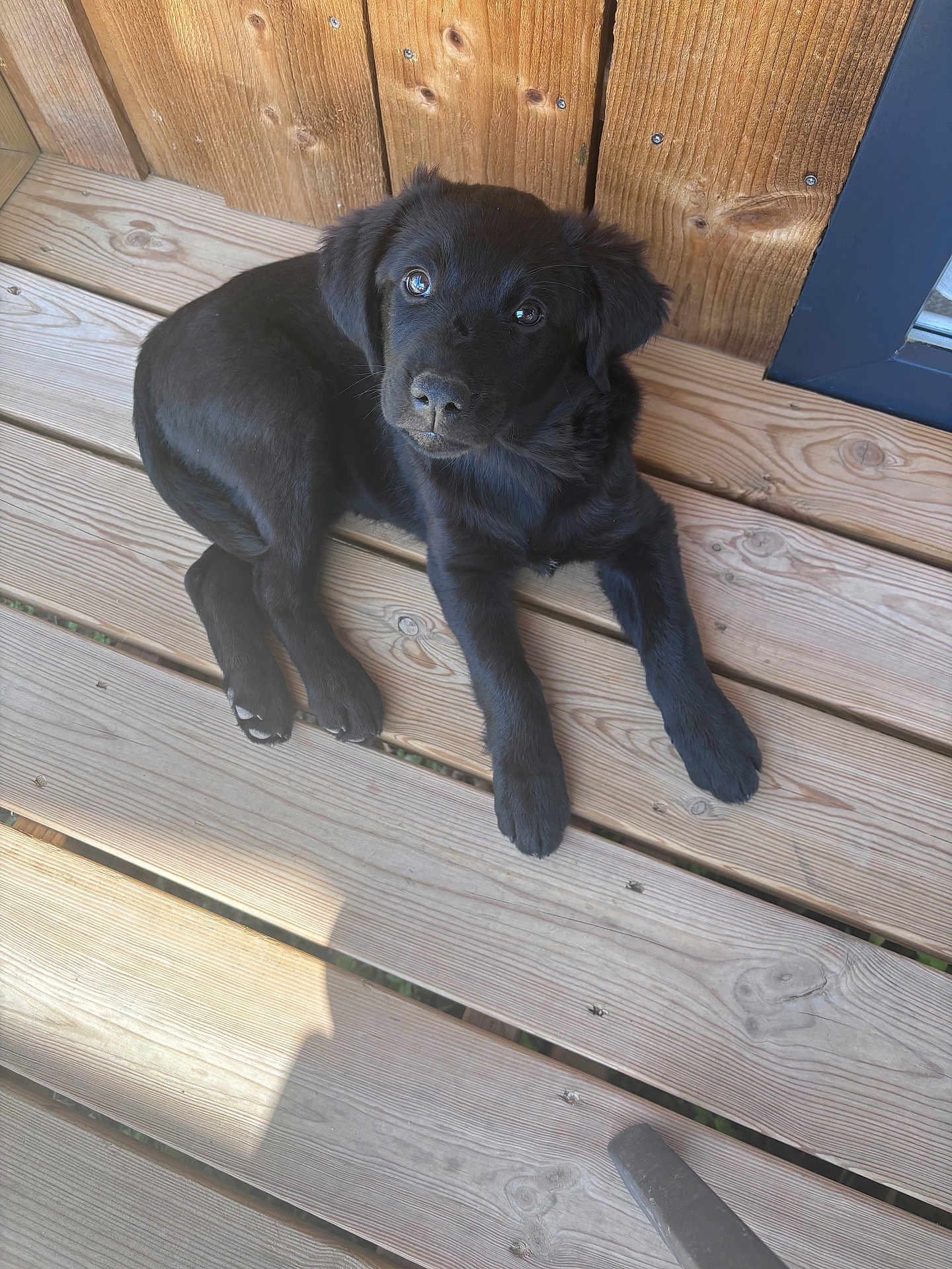 Perle a rejoint le concours — aidez-le/la à gagner de superbes lots ! puppy, dog, black_dog, wooden_deck, outdoor, pet, animal, young_dog, fur, cute, laying_down, sunlight, curious, ears, nose, paws, wood_planks, shadow, resting, canine